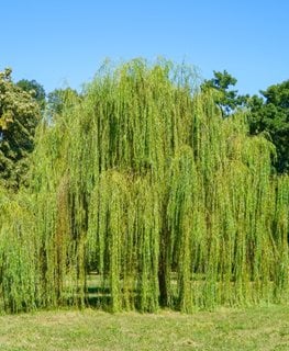 Weeping willow tree