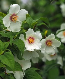 Belle Etoile Mock Orange, Philadelphus X Purpureomaculatus 'belle Etoile'
Shutterstock.com
New York, NY