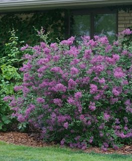 Bloomerang® Dark Purple lilac