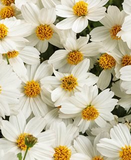 Campfire® Marshmallow™ Bidens