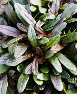 'Chocolate Chip' bugleweed
