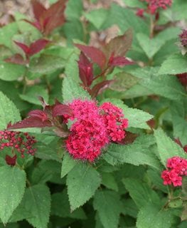 Double Play Doozie® Spirea