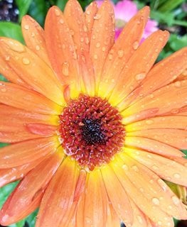Jaguar Orange Gerbera Daisy, Gerber Jamsesonii, Orange Gerbera Daisy
Shutterstock.com
New York, NY