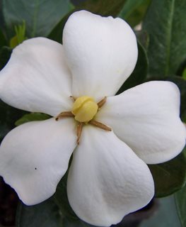 'KLEIM'S HARDY' GARDENIA