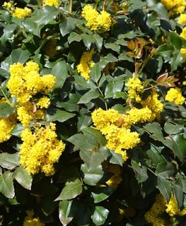 Mahonia