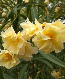 Mathilde Ferrier Oleander, Yellow Oleander
Shutterstock.com
New York, NY