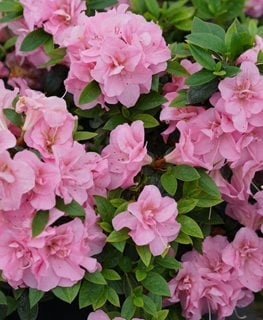 Perfecto Mundo® Double Pink reblooming azalea