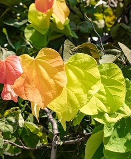 The Rising Sun Eastern Redbud Tree