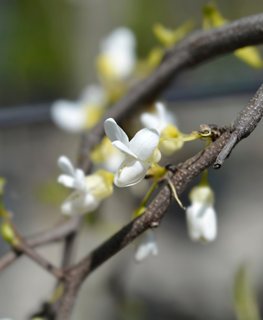 Royal white redbud tree
