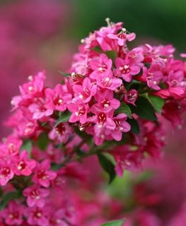 Sonic Bloom® Pink weigela