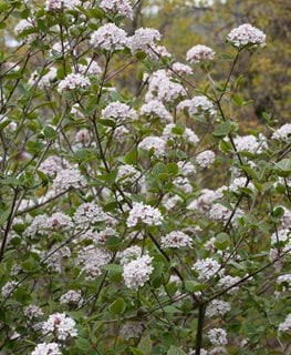 Spice Girl® Korean Spice Viburnum