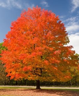 Sugar maple tree in fall