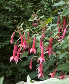 'BILLY GREEN' FUCHSIA