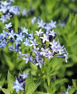 Blue Ice Amsonia, Blue Flowers
Shutterstock.com
New York, NY