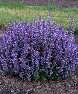 'CAT'S PAJAMAS' CATMINT