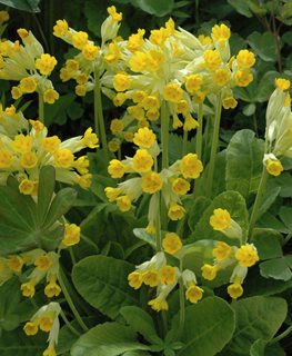 Cowslip, Primula Veris, Cowslip Primrose
Shutterstock.com
New York, NY