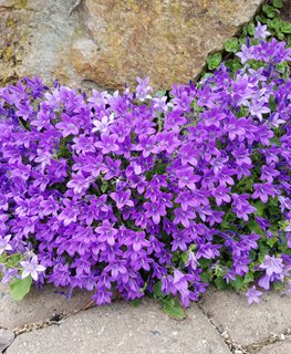 Dalmation bellflower