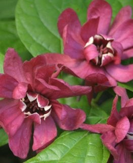 'Hartlage Wine' sweetshrub