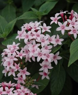 Kaleidoscope Appleblossom pentas