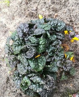 'Metallica Crispa' bugleweed