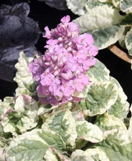 'Pink Lighning' bugleweed