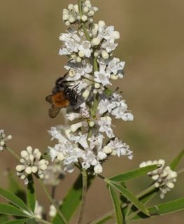 Alba Vitex