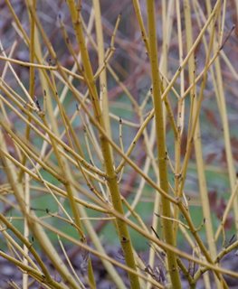 Arctic Fire Yellow dogwood branches
