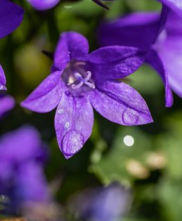 Birch Hybrid Campanula
