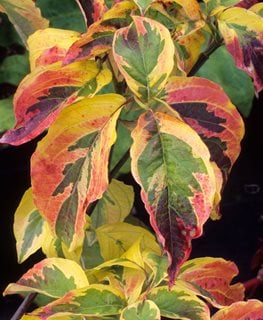 Cornus florida 'Cherokee Sunset'