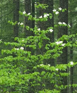 Pacific or mountain dogwood (Cornus nuttallii)