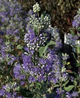 Dark Knight Caryopteris, Caryopteris X Clandonensis, Bluebeard Plant
Millette Photomedia