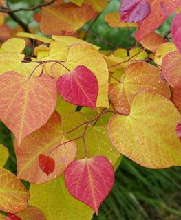 Flame Thrower Redbud Tree