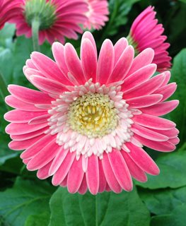 Garvinea Sweet Memories Gerbera Daisy, Pink Gerbera Daisy
Shutterstock.com
New York, NY