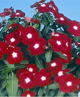 Jaio Dark Red Vinca, Annual Vinca Flower, Red And White Flower
All-America Selections
Downers Grove, IL