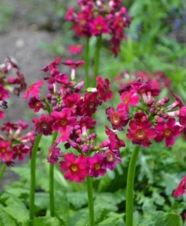 Miller's Crimson Primrose, Primula Japonica
Shutterstock.com
New York, NY