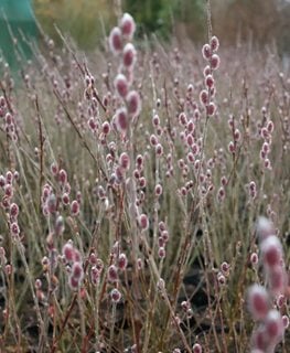 Mt. Asama pussywillow