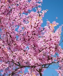 Oklahoma Redbud Tree