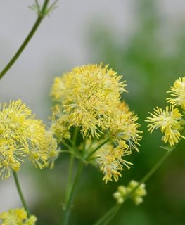 Yellow Meadow Rue