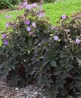 'Boom Chocolatta' geranium