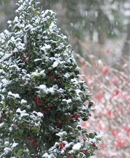 CASTLE SPIRE BLUE HOLLY