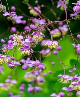 Chinese Meadow Rue