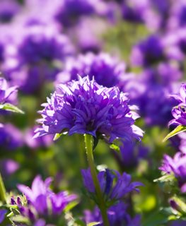Clustered Bellflower