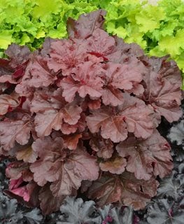 Coral Bells, Coral Bell Plants, ‘mahogany Monster’
Proven Winners
Sycamore, IL