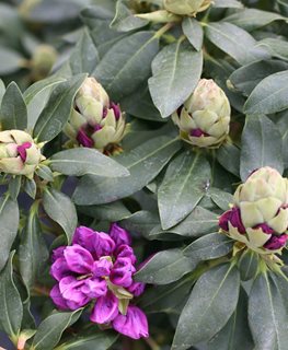 DANDY MAN PURPLE RHODODENDRON