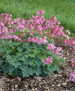 Dicentra Pink Diamonds, Fern Leaved Bleeding Heart
Proven Winners
Sycamore, IL