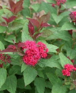 Spirea How To Grow And Care For Spirea Bushes Garden Design Spirea How To Grow And Care For Spirea Bushes Garden Design