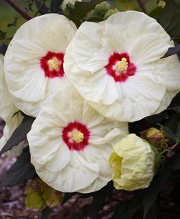 Summerific 'French Vanilla' hibiscus