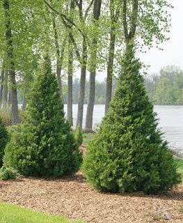 Noch 25410 Green Bushes Classic Trees 3-4cm 5 