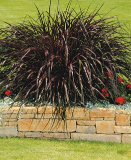 Vertigo Purple Fountain Grass