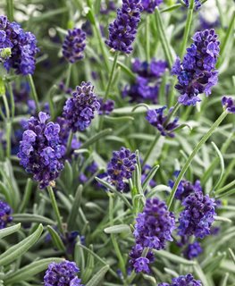 Top 10 Lavender Plants  Lavender Plant Benefits and Care Tips – Plantlane